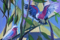 Rosemary Morgan - Pink Galahs