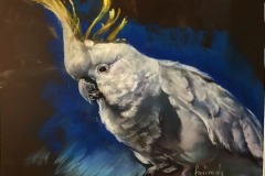 Farimah Eshraghi - White Cockatoo