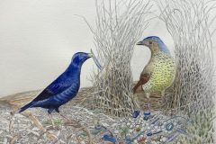 Rosemary Morgan - Bower Birds