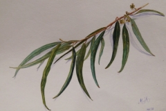 Monika McCallum - Wonthaggi Wetlands Eucalyptus Leaves