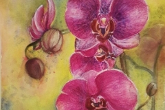 Natalie Doubrovksi - Orchids - watercolour
