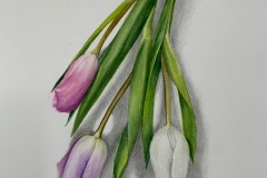 Siok Liew - Tulips - watercolour