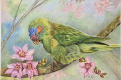 Effie Dastyar - Calm Parrot