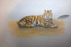 Emily - Age 10 - The Amazing Tiger