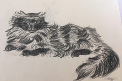 C. Wyber - Age 14 - Cat