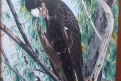 Yellow Tailed Cockatoo - Robin Guthrie