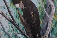 Yellow Tailed Black Cockatoo - Robin Guthrie