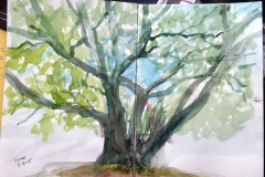 Como Tree sketch