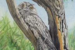 Tawny Frogmouth - Robin Guthrie