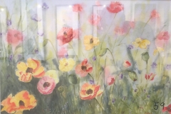 Poppies - Thilly McLean
