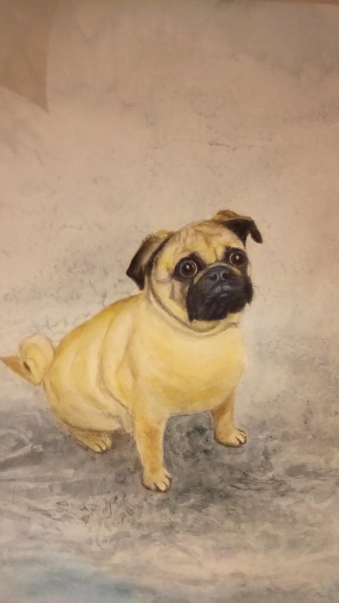 Anna Di Rico - Pedro the Pug - Watercolour and Pastel - 40 x 29cm
