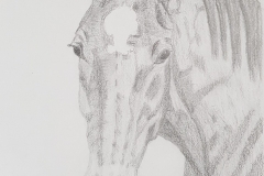 Sally Ann Glenn - Elvis the Horse - Pencil - 21 x 30cm