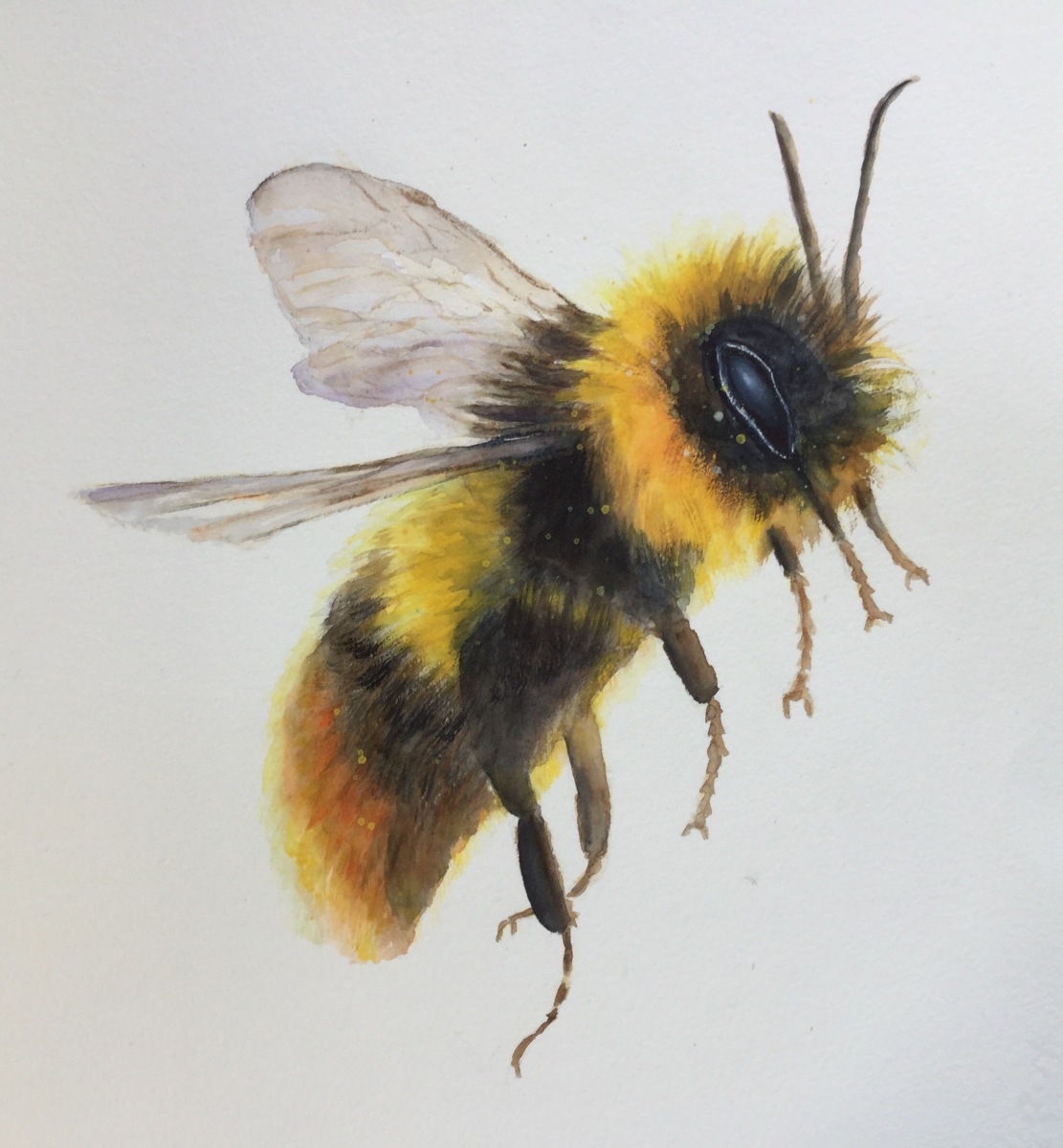 Rosemary Morgan - Honey Bee
